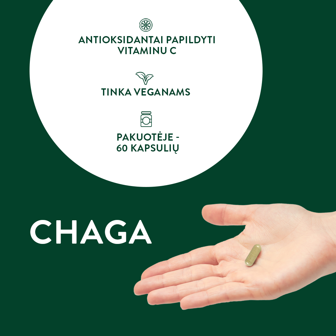 CHAGA kapsulės antioksidantai